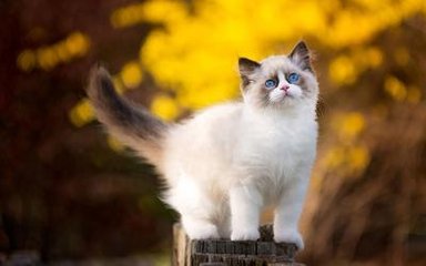 必看张婧仪多少集